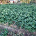 ako-vypestovat-vedro-zemiakov-z-krika-4-klucove-faktory-pre.jpg