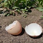 Čo môžete urobiť s vaječnými škrupinami v zeleninovej záhrade: 3 netradičné spôsoby ochrany rastlín co-mozete-urobit-s-vajecnymi-skrupinami-v-zeleninovej-zahrade-3.jpg