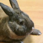 Prečo králik ťuká zadnou labkou: ako rozlúštiť signály alarmu a nespokojnosti preco-kralik-tuka-zadnou-labkou-ako-rozlustit-signaly-alarmu-a.jpg