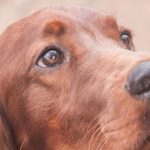 Prečo si pes pred svojím pánom ľahne na chrbát: dešifrovanie gest podriadenosti a dôvery preco-si-pes-pred-svojim-panom-lahne-na-chrbat-desifrovanie.jpg